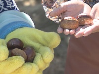 学習で使われる恵那市の特産品である恵那栗