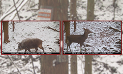 定点カメラに映る動物