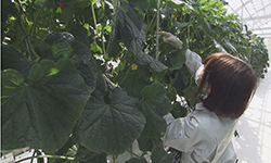 ぎふの農産物について研究