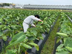 里芋の生育調査作業