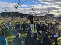 柿の剪定講習会