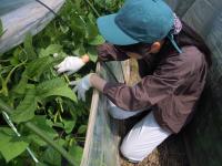 えだまめの生育調査作業