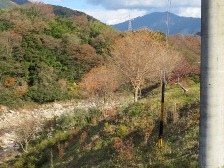 植栽状況