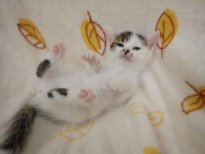 ぽっぷの写真