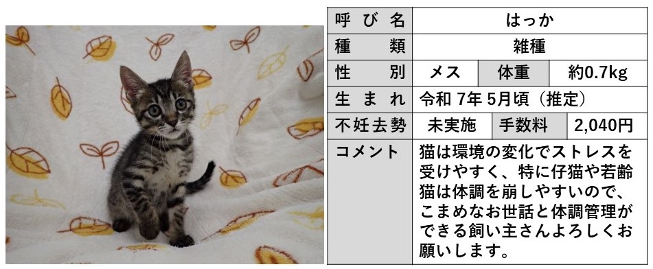 はっか