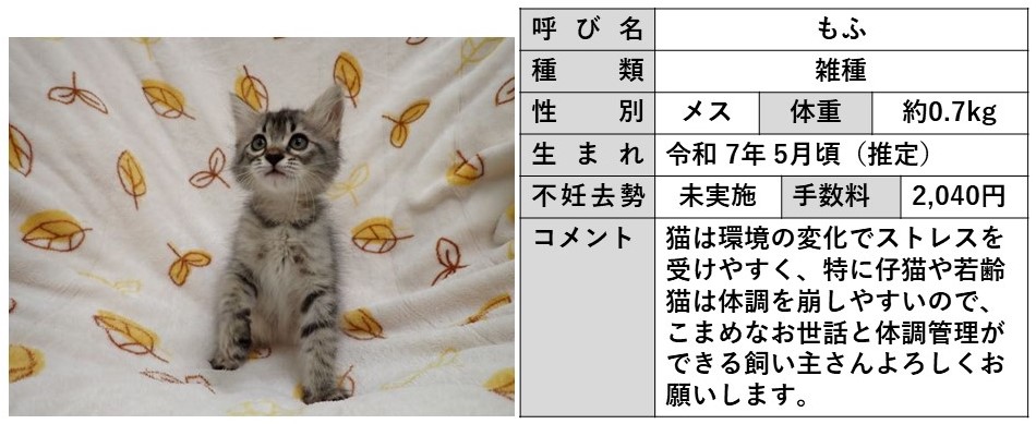 もふ