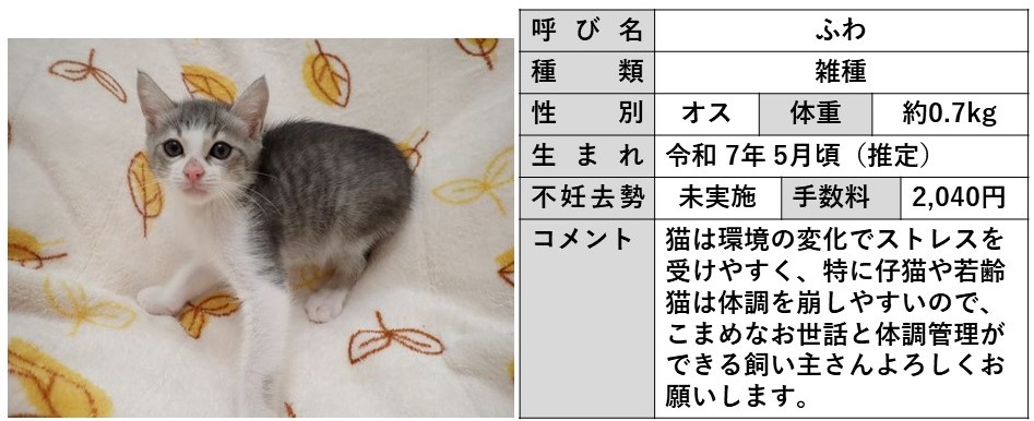 ふわ