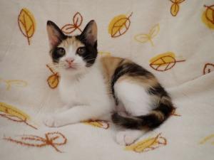 フロートの写真