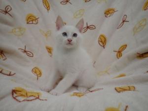 スムージーの写真