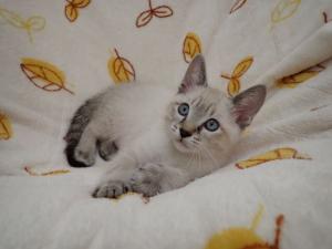 シェイクの写真