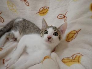 やっくんの写真