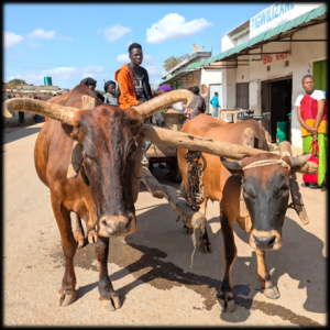 モンゼ町中の牛