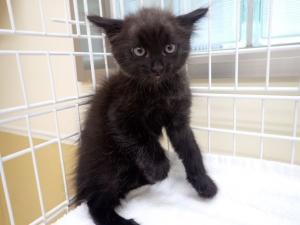 ツォーネの写真