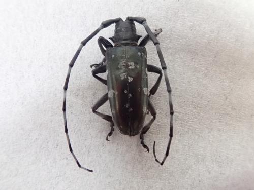 ツヤハダゴマダラカミキリ