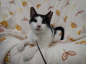 はるまきの写真