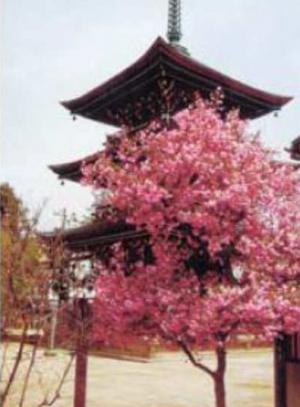 飛騨国分寺