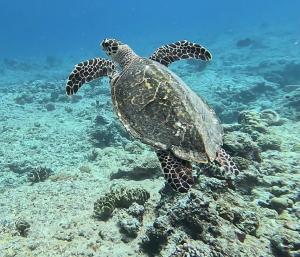 ウミガメ