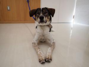 のぼたんの写真