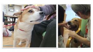 ふれあい