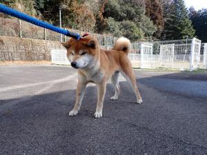 柴