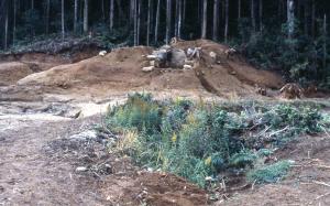 前山2号古墳の全景です。