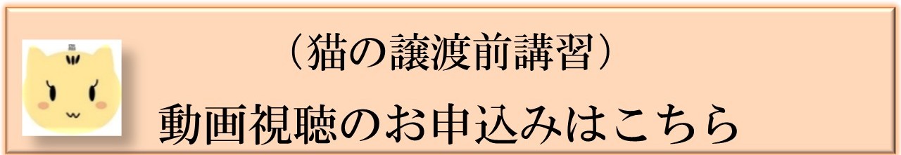猫動画視聴
