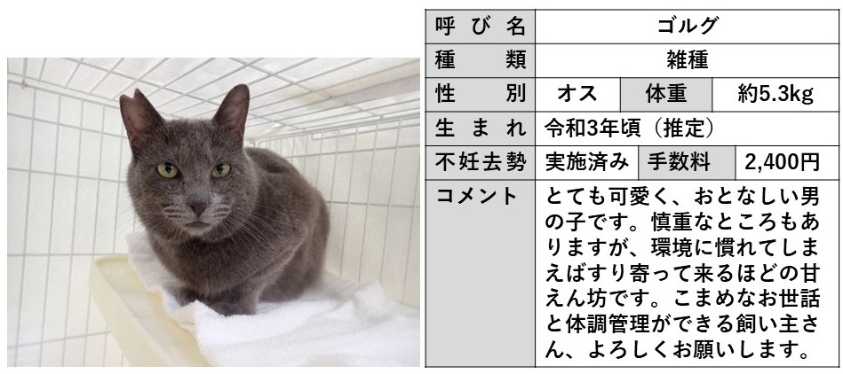 ゴルグ