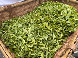 茶摘み