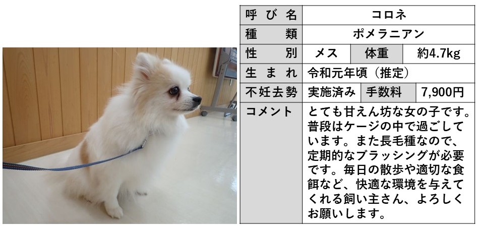 コロネ