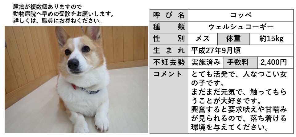コッペ