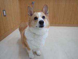 コッペの写真