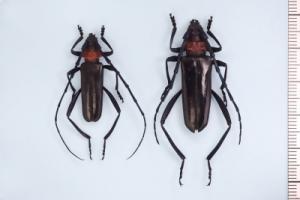 クビアカツヤカミキリ成虫