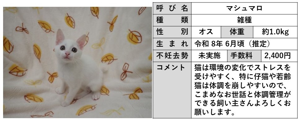マシュマロ
