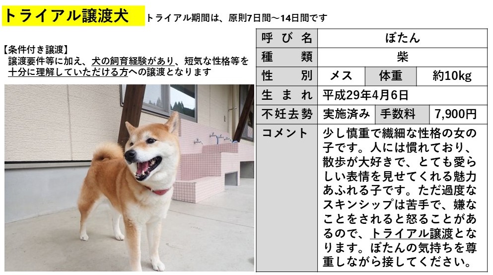 ぼたん
