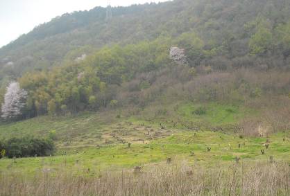 洞第2古墳群 洞第2古墳群