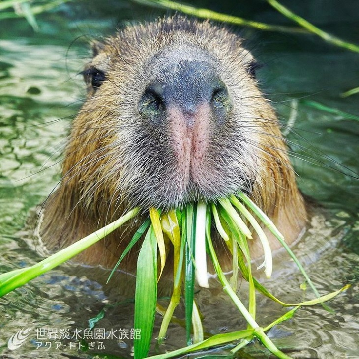 世界淡水魚園水族館アクア・トトぎふの画像