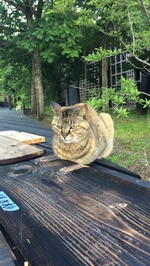 岐阜県立森林文化アカデミーの画像 岐阜県立森林文化アカデミーの画像