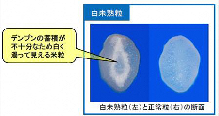 白未熟粒