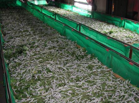 繭生産地域の画像