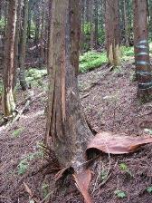クマ剥ぎ被害