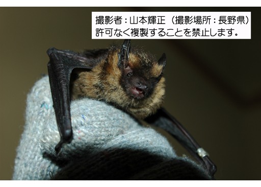 写真を拡大表示します 写真を拡大表示します