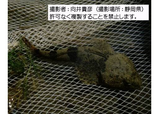 写真を拡大表示します 写真を拡大表示します