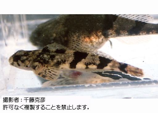写真を拡大表示します 写真を拡大表示します