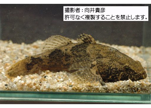 写真を拡大表示します 写真を拡大表示します