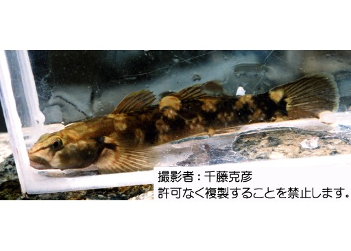 写真を拡大表示します 写真を拡大表示します