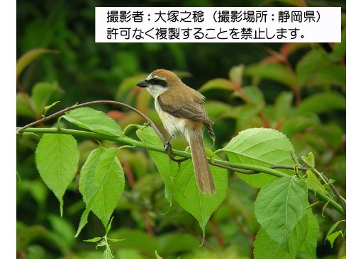 写真を拡大表示します 写真を拡大表示します