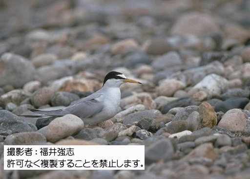 写真を拡大表示します 写真を拡大表示します
