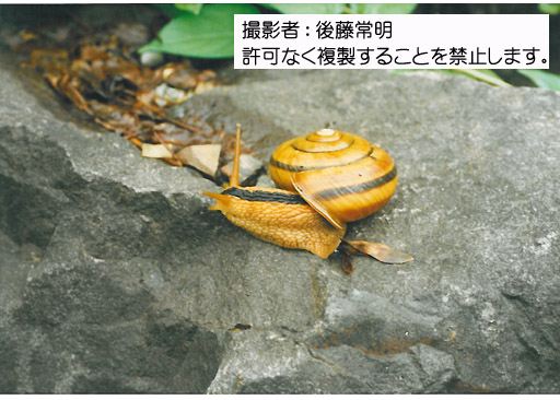 写真を拡大表示します 写真を拡大表示します