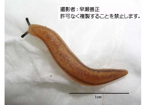 写真を拡大表示します 写真を拡大表示します
