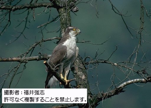 写真を拡大表示します 写真を拡大表示します